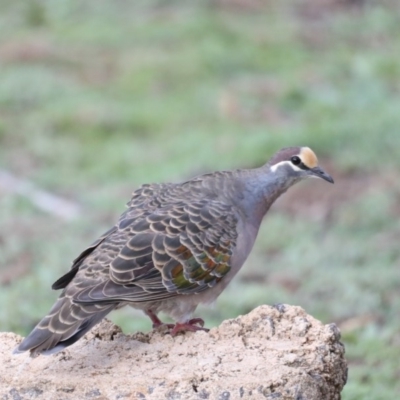 Phaps chalcoptera (Common Bronzewing) at Ainslie, ACT - 11 Mar 2020 by jbromilow50