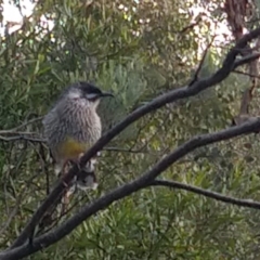 Anthochaera carunculata (Red Wattlebird) at Greenleigh, NSW - 14 Mar 2020 by LyndalT