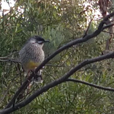 Anthochaera carunculata (Red Wattlebird) at Greenleigh, NSW - 15 Mar 2020 by LyndalT