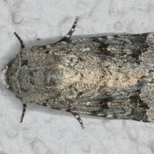 Thoracolopha verecunda at Ainslie, ACT - 11 Mar 2020