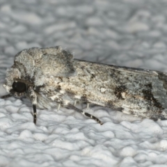 Thoracolopha verecunda at Ainslie, ACT - 11 Mar 2020