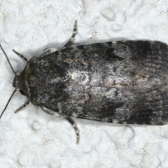 Thoracolopha verecunda at Ainslie, ACT - 11 Mar 2020