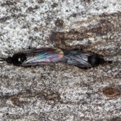 Scatopsidae (family) (Dung midge) at Bruce Ridge to Gossan Hill - 13 Feb 2016 by Bron