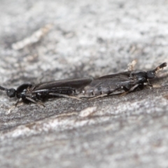 Scatopsidae (family) at Bruce, ACT - 13 Feb 2016