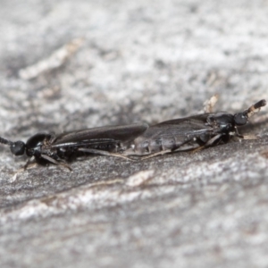 Scatopsidae (family) at Bruce, ACT - 13 Feb 2016 01:07 PM