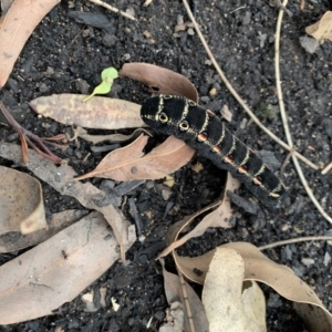 Theretra oldenlandiae at Bendalong, NSW - 15 Mar 2020