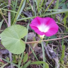 Ipomoea purpurea (Common Morning Glory) at Isaacs Ridge and Nearby - 16 Mar 2020 by Mike