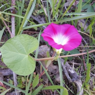 Ipomoea purpurea (Common Morning Glory) at Jerrabomberra, ACT - 16 Mar 2020 by Mike