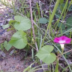 Ipomoea purpurea at Jerrabomberra, ACT - 16 Mar 2020