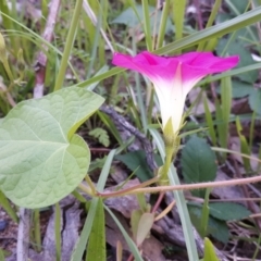 Ipomoea purpurea at Jerrabomberra, ACT - 16 Mar 2020 11:18 AM