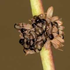 Paropsis atomaria (Eucalyptus leaf beetle) at Bruce Ridge to Gossan Hill - 13 Feb 2016 by Bron