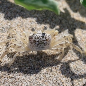 Ocypode cordimana at Comerong Island, NSW - 2 Mar 2018