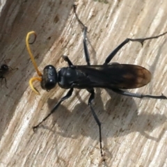 Fabriogenia sp. (genus) (Spider wasp) at Ainslie, ACT - 11 Mar 2020 by jbromilow50