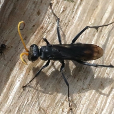 Fabriogenia sp. (genus) (Spider wasp) at Ainslie, ACT - 11 Mar 2020 by jbromilow50