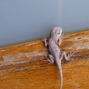 Amphibolurus muricatus at Bermagui, NSW - 16 Mar 2020 01:04 PM