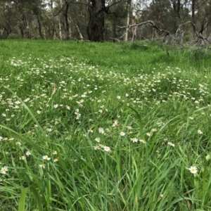 Brachyscome mittagongensis at Bowral, NSW - 15 Mar 2020