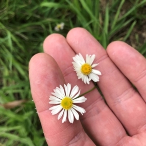 Brachyscome mittagongensis at Bowral, NSW - 15 Mar 2020