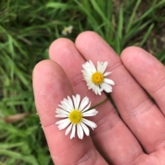 Brachyscome mittagongensis at Bowral, NSW - 15 Mar 2020