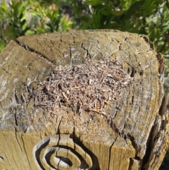 Papyrius nitidus (Shining Coconut Ant) at Paddys River, ACT - 16 Mar 2020 by nathkay