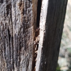 Papyrius nitidus at Paddys River, ACT - 16 Mar 2020