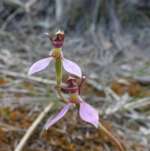 Eriochilus cucullatus at Tuggeranong DC, ACT - suppressed