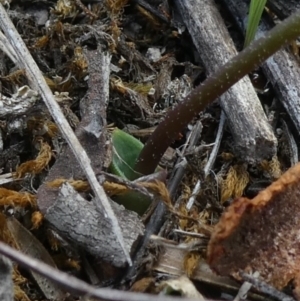 Eriochilus cucullatus at Tuggeranong DC, ACT - 16 Mar 2020