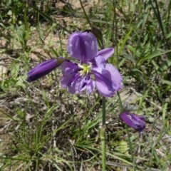 Arthropodium fimbriatum (Nodding Chocolate Lily) at Theodore, ACT - 16 Mar 2020 by owenh