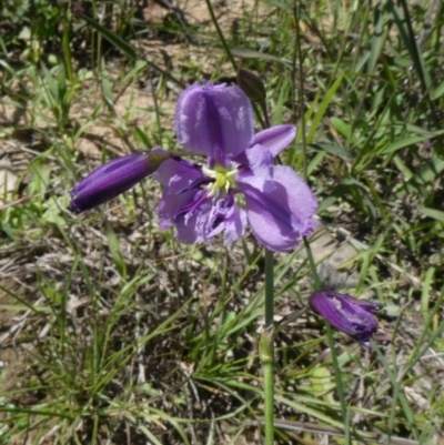 Arthropodium fimbriatum (Nodding Chocolate Lily) at Theodore, ACT - 16 Mar 2020 by owenh