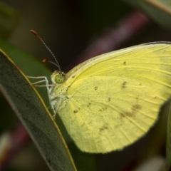 Eurema smilax (Small Grass-yellow) at Bruce Ridge - 29 Oct 2016 by Bron