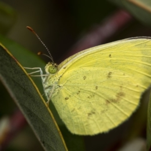 Eurema smilax at Bruce, ACT - 29 Oct 2016 11:21 AM