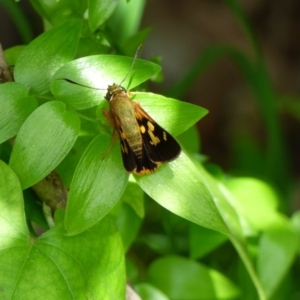 Trapezites symmomus at Bermagui, NSW - 16 Mar 2020