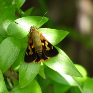 Trapezites symmomus at Bermagui, NSW - 16 Mar 2020