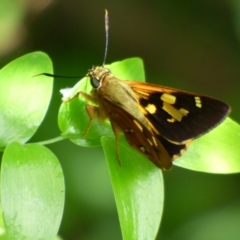 Trapezites symmomus at Bermagui, NSW - 16 Mar 2020