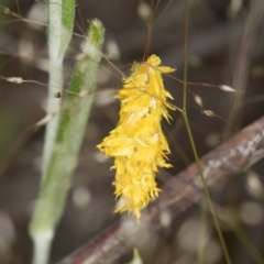 Heliocosma (genus - immature) (A tortrix or leafroller moth) at Bruce Ridge - 29 Oct 2016 by Bron