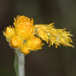 Heliocosma (genus - immature) at Bruce Ridge to Gossan Hill - 29 Oct 2016 11:25 AM