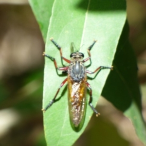 Asilidae (family) at Bermagui, NSW - 16 Mar 2020 12:37 PM