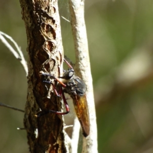 Asilidae (family) at Bermagui, NSW - 16 Mar 2020