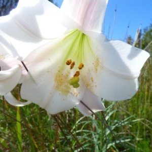 Lilium formosanum at Bermagui, NSW - 16 Mar 2020 12:24 PM