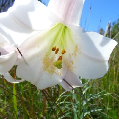 Lilium formosanum (Taiwan Lily, Tiger Lily) at Bermagui, NSW - 16 Mar 2020 by Jackie Lambert