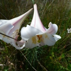 Lilium formosanum at Bermagui, NSW - 16 Mar 2020