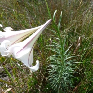 Lilium formosanum at Bermagui, NSW - 16 Mar 2020