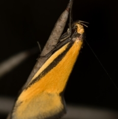 Philobota undescribed species near arabella (A concealer moth) at Bruce Ridge - 29 Oct 2016 by Bron