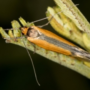 Philobota undescribed species near arabella at Bruce, ACT - 29 Oct 2016 11:28 AM