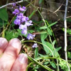 Glycine clandestina at Bermagui, NSW - 16 Mar 2020 12:40 PM