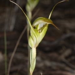 Diplodium ampliatum (Large Autumn Greenhood) at Gungaderra Grasslands - 15 Mar 2020 by DerekC