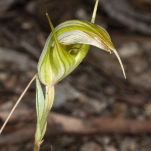 Diplodium ampliatum at Crace, ACT - 15 Mar 2020