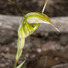 Diplodium ampliatum at Crace, ACT - 15 Mar 2020