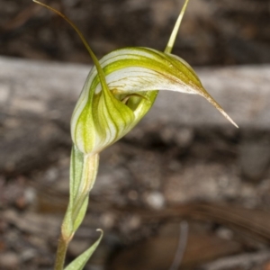 Diplodium ampliatum at Crace, ACT - 15 Mar 2020