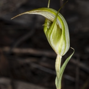 Diplodium ampliatum at Crace, ACT - 15 Mar 2020