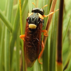 Perga affinis (Large Green Sawfly) at ANBG - 16 Mar 2020 by HelenCross